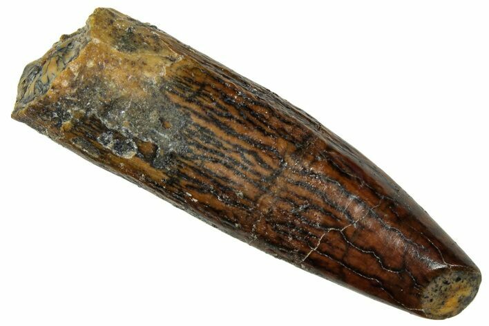 Fossil Sauropod Dinosaur (Titanosaur) Tooth - Morocco #297368